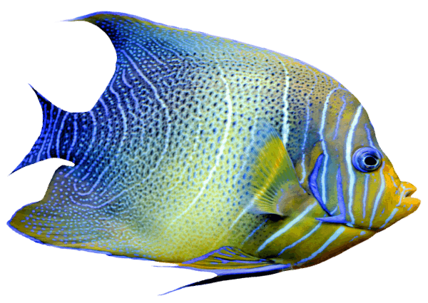 Medium Fish